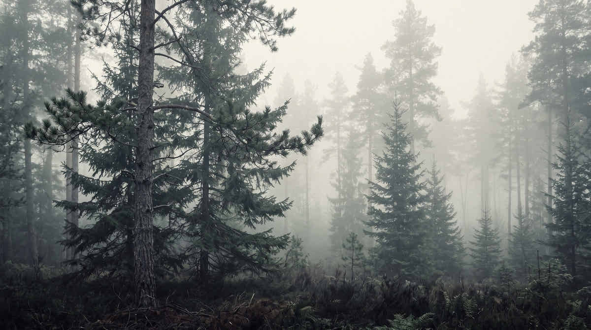 Papier peint Forêt de brume – Pins – motif