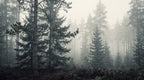 Papier peint Forêt de brume – Pins – motif